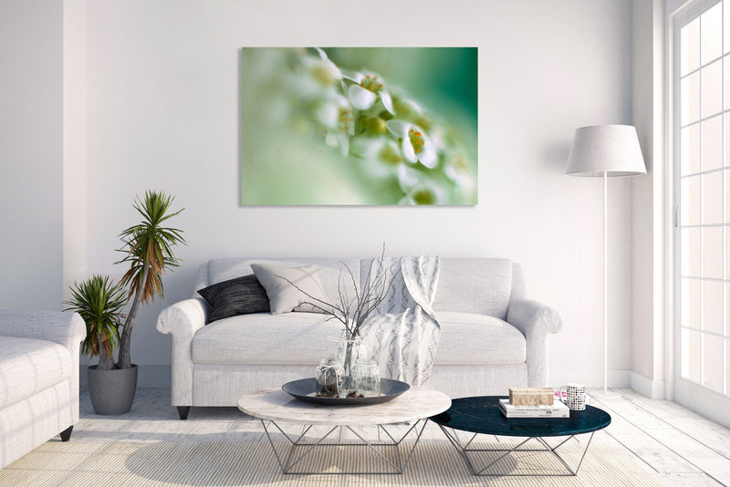 Metal Art Print - A close-up photograph of alyssum flowers.