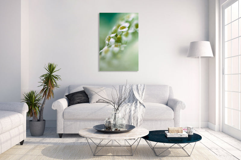 Metal Art Print - A close-up photograph of alyssum flowers.