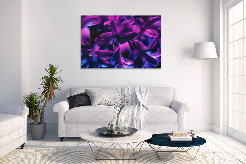 Art Print - A close-up photograph of a blue jacket hyacinth flower.